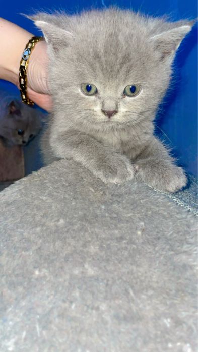 Skottish hayland strayt va fold