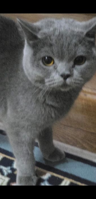 Вязка  Котов. вислоухие, британцы