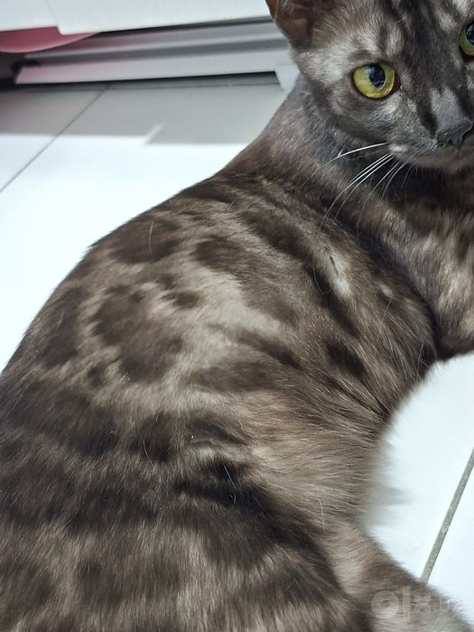 Bengal. Toza qonli bengal mushuk. Bengal mushuk. Mushuk.