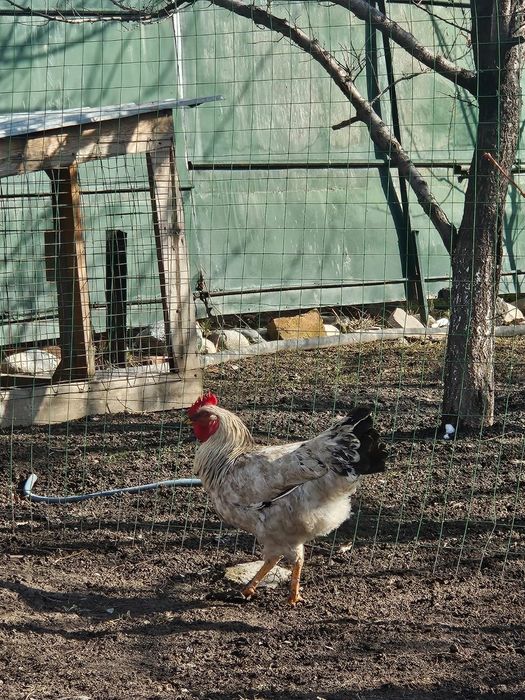 Продам петухов Адлер