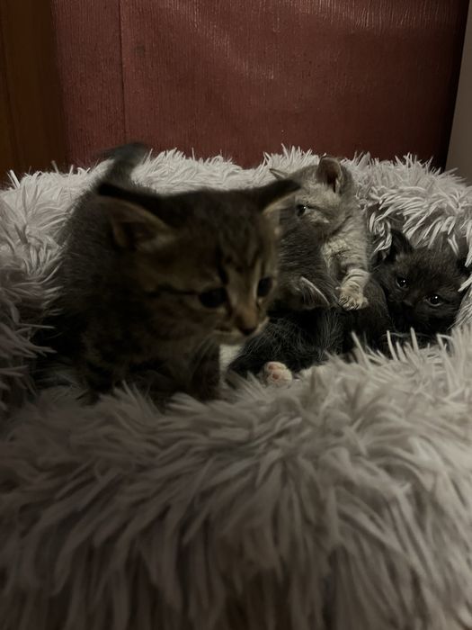 Отдадим в хорошие руки СРОЧНО