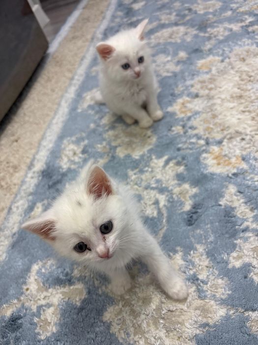 Продам белого котенка в добрые руки