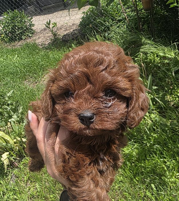 Резервирано! Кавапу момиче/Cavapoo