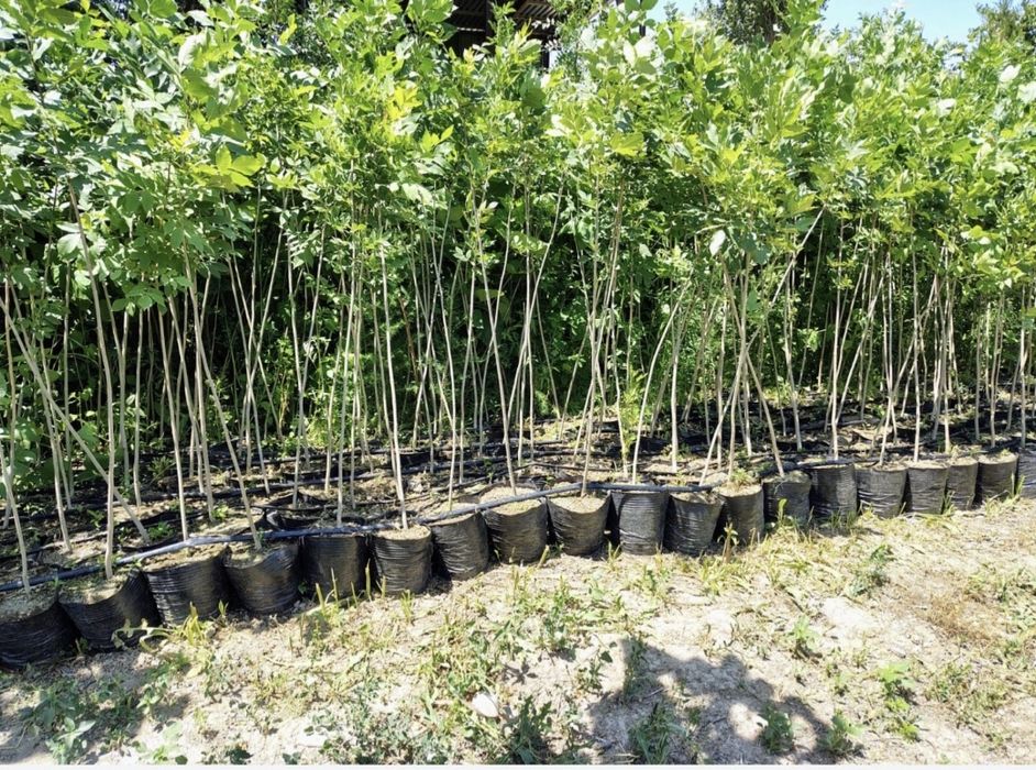 Саженцы кошеттер