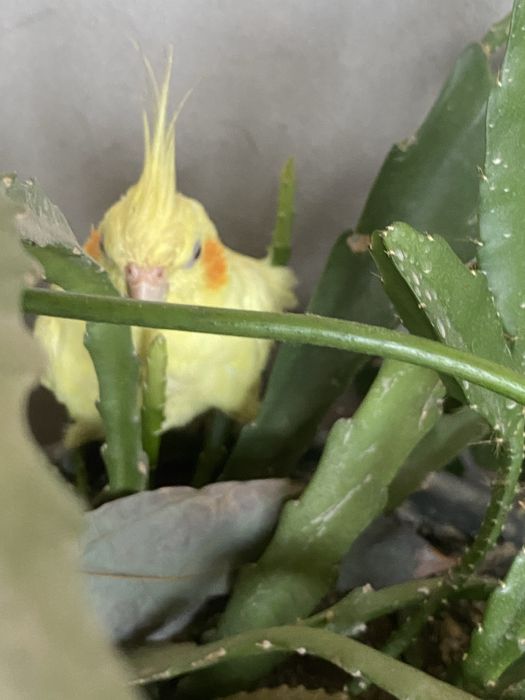 Попугай по имени кешью