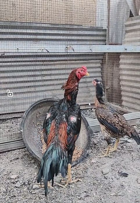 Дакан о Шамо зот тухум ва жужалар сотилади