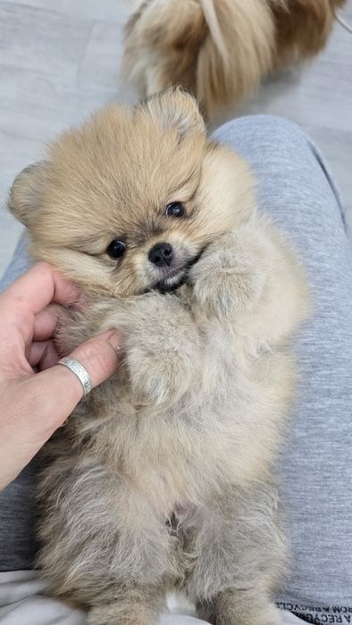 Продаются щенки шпица