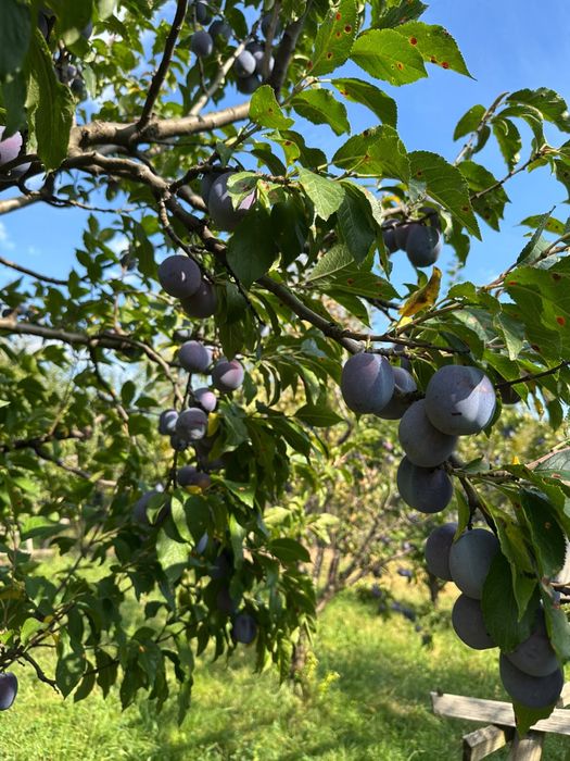 Vand prune anaspet de masa