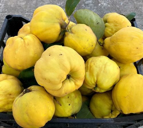 Pomi Fructiferi Stravechi Glia Stramoseasca (Gutui )