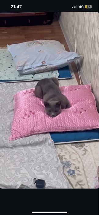 Отдам в хорошие руки