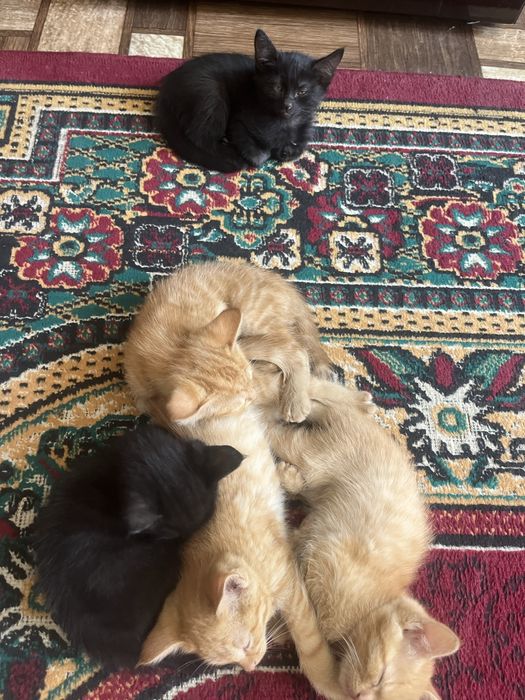Mushuk hadiyaga yahshi qaraydigan sotib yubormaydigan odamlarga