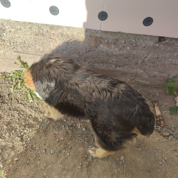 Отдам в добрые руки