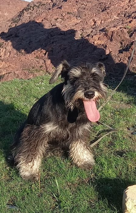 Подрощенные щенки