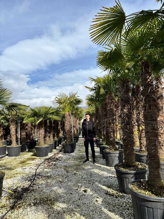 Plante Ornamentale pentru Amenajări Verzi