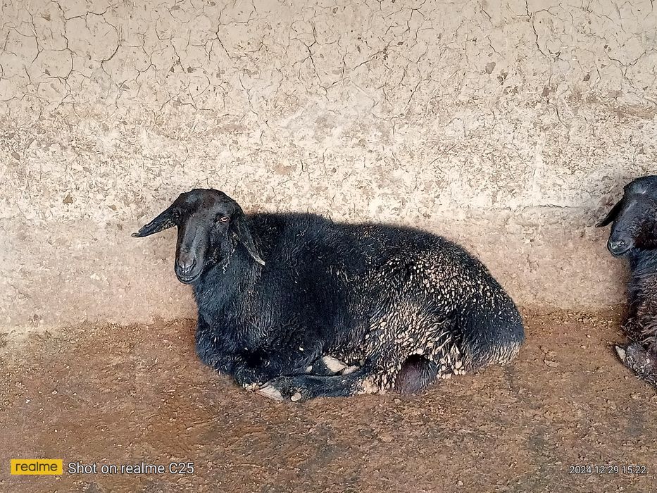 To'y va aqiqa marosimlari uchun qo'chqorlar sotiladi, kg