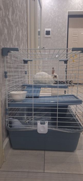 Үй   қояны  сатылады