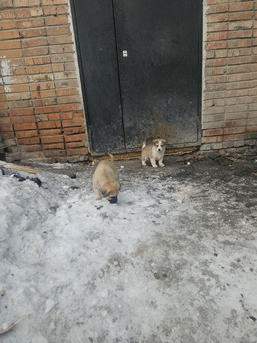 Отдам месячных щинят даром