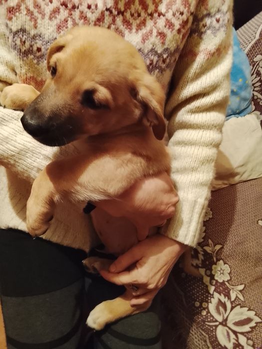 Щенки очень симпатичные метисы