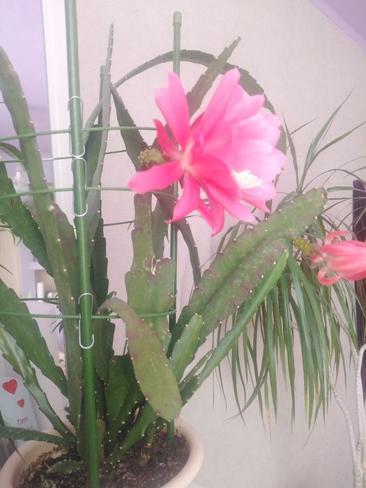 Продам цветок комнатный.