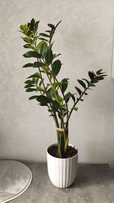 Продам комнатные растения