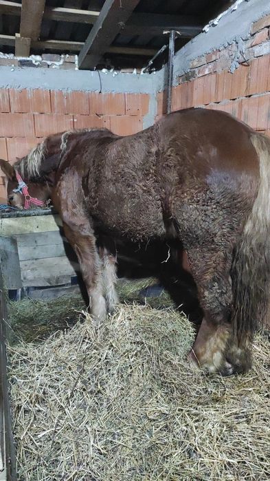 vand sau schimb manz castrat de 2 ani in primavara