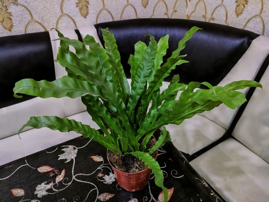 Цветы . Доставка