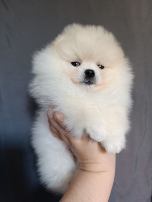 Щенки спица мини