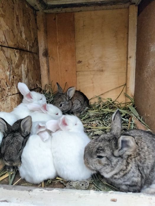 Распродажа кроликов