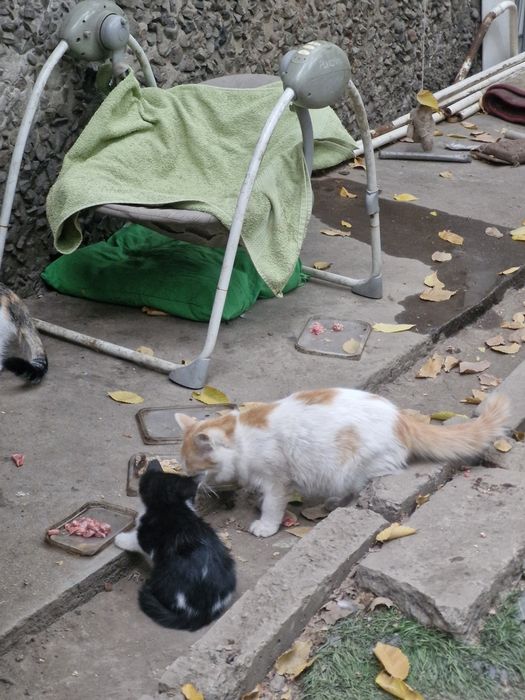 котят бесплатно в добрые руски