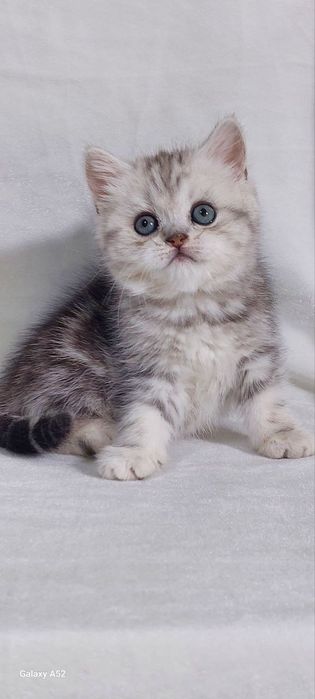 Продам шикарного котёнка