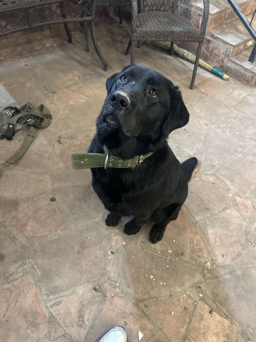 Продам лабрадора