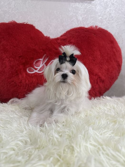 Очень красивый мальчик мини мальтезе