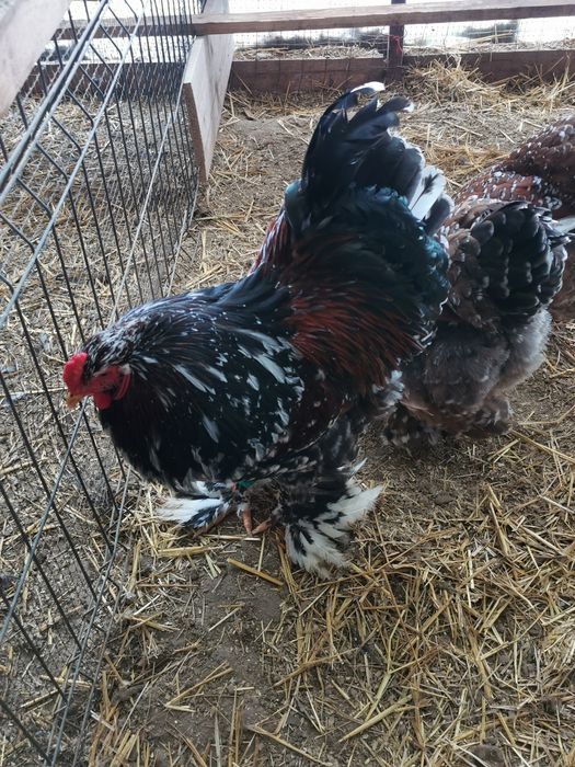 Vând ouă brahma porțelan și brahma izabel