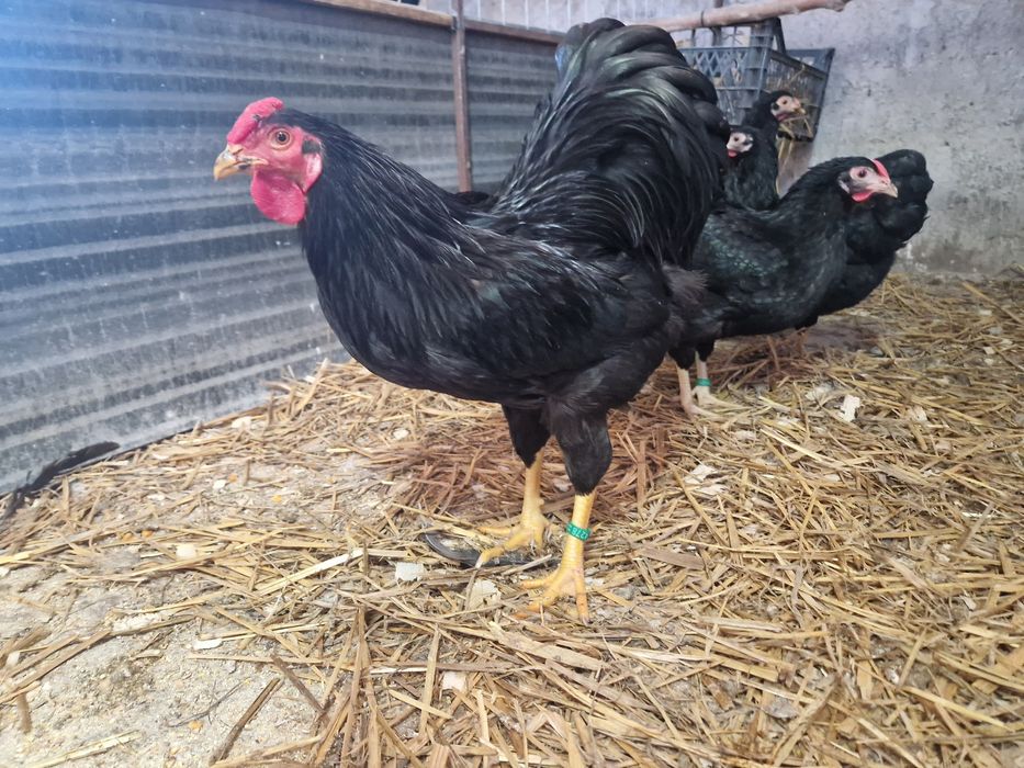 Wyandotte pitic negru