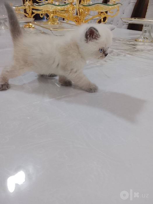 Котенок скотиш страйк продам породистые