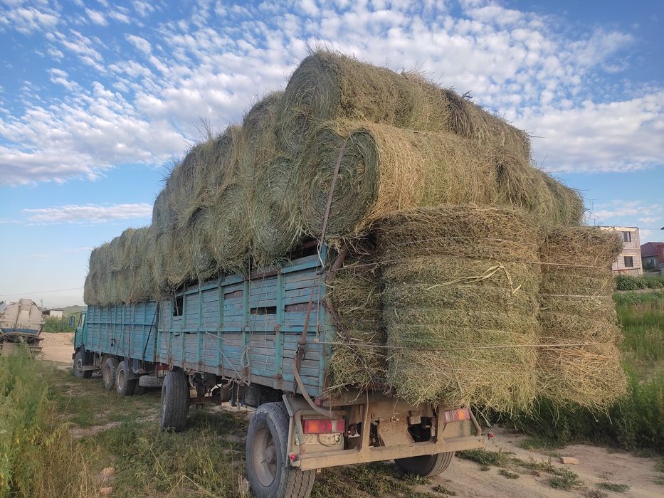 Сено рулонах (жоңышқа)