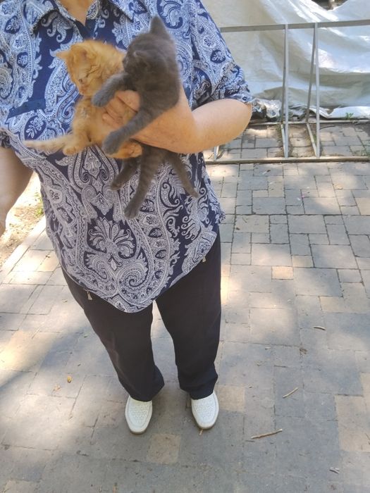 Животные, котята