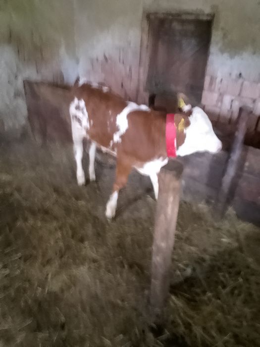 Vând o vițea bălțată românească