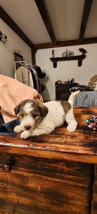 DONEZ Pui catel | Mama - fox terrier