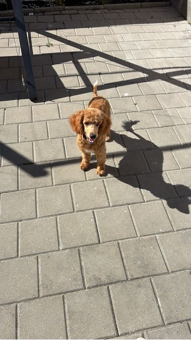 Pudel apricot mascul
