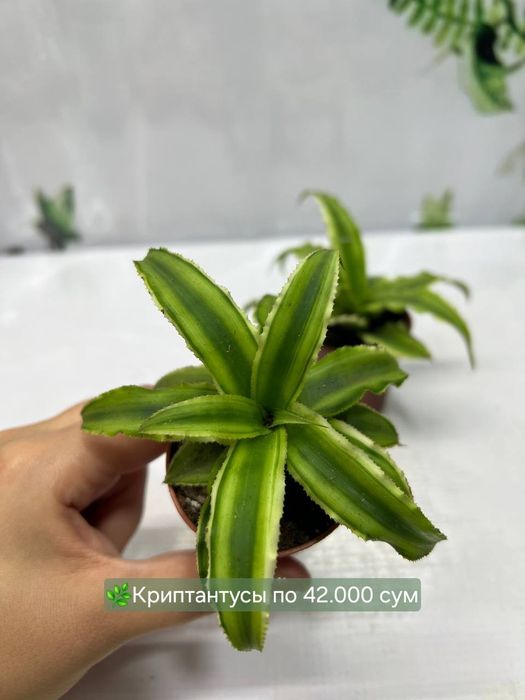 Монстеры и Замиокулькасы