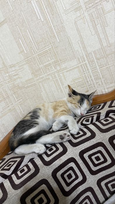 Котенок в добрые руки
