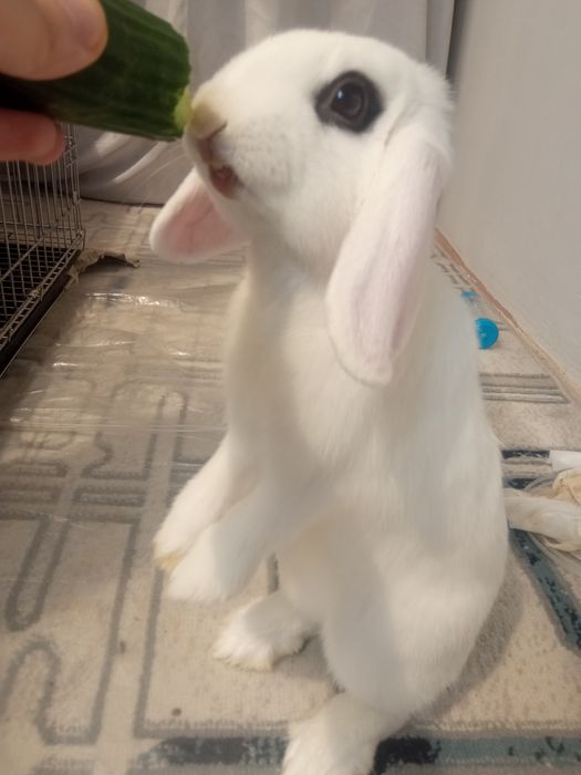 Zotli dekorativ Quyon sotiladi