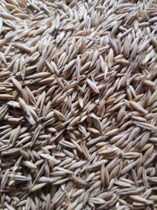 Vînd strujeni pentru animale 2lei snopu plus ovãs 1.50 kg   plus porum