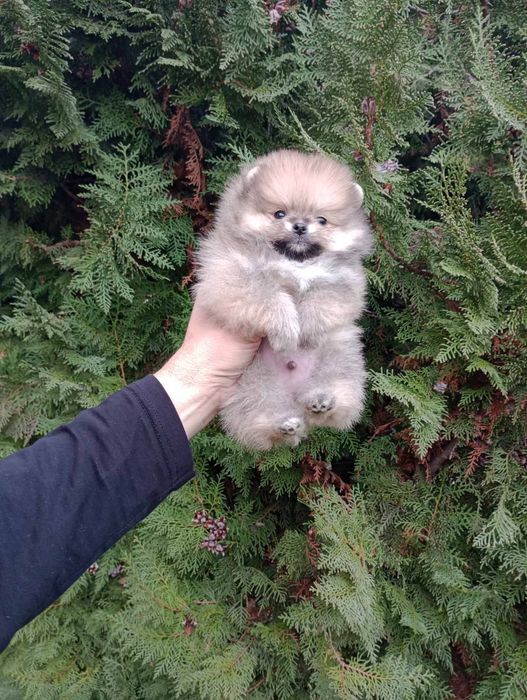 Мини  Померан  .