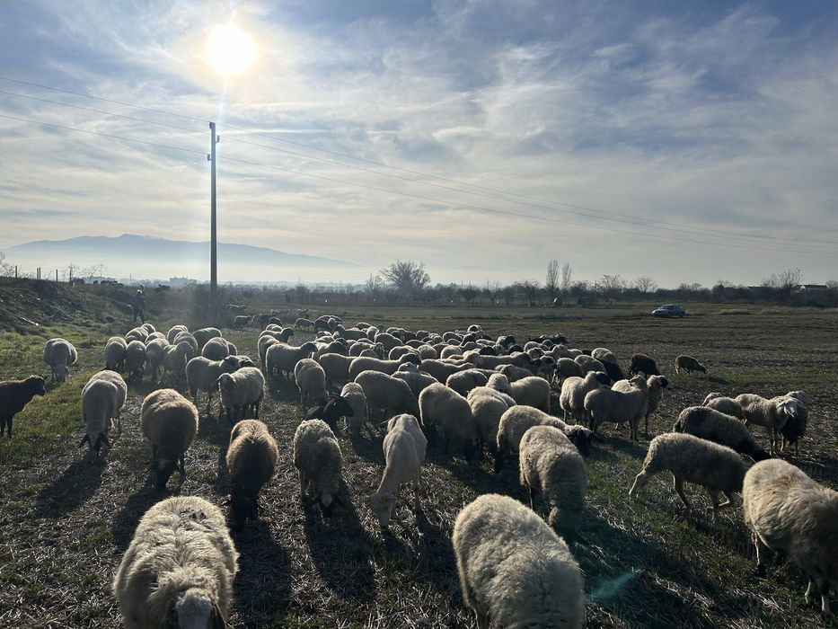 Продавам овце, агнета и шилета