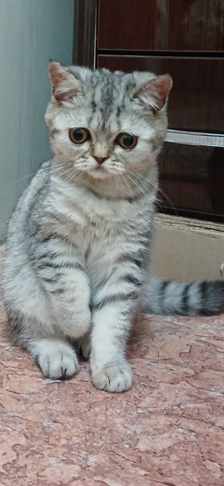 Для вязки моего кота