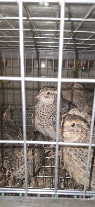 Продам перепёлок