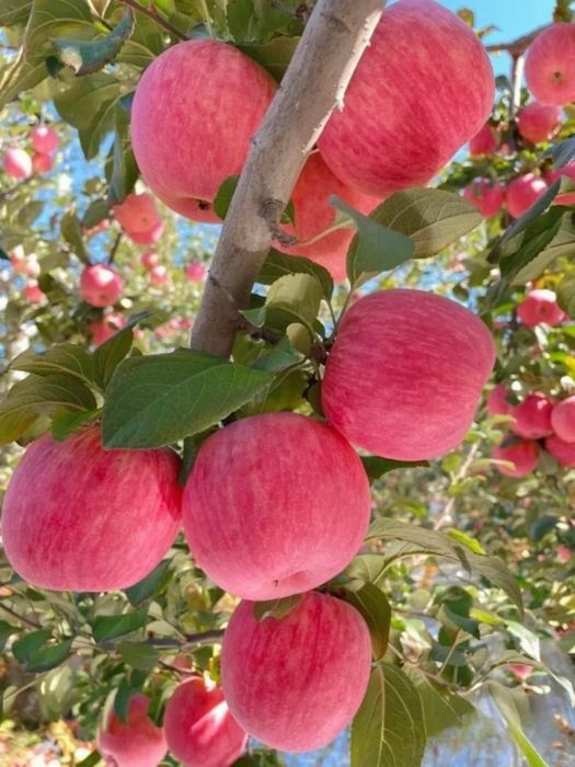 Pomi Fructiferi Columnari (Soiuri De Mar )