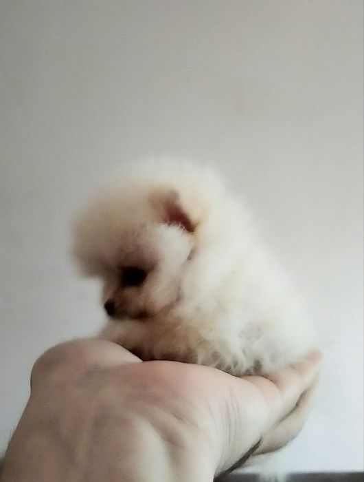 Самые маленькие и самые милые щенки в мире Померанского шпица